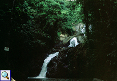 Der Argyle Waterfall bei Roxborough auf Tobago