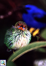 Weiblicher Purpurnaschvogel (Cyanerpes caeruleus) auf Trinidad
