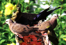Vogelfütterung im Arnos Vale Hotel auf Tobago
