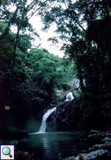 Der Argyle Waterfall auf Tobago