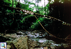 Der Argyle River auf Tobago