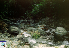Steiniges Flussbett des Argyle River auf Tobago