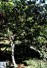 Kakaobaum in der Nähe des Argyle-Wasserfalls