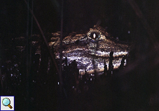 Korkodilkaiman (Caiman crocodilus) in den Caroni-Sümpfen