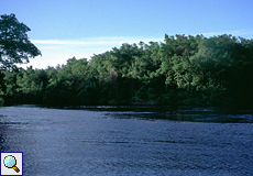 Lagune in den Caroni-Sümpfen