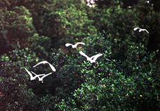 Reiher fliegen zu ihrem Schlafbaum in den Caroni-Sümpfen