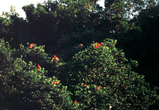 Schlafbaum der Scharlachsichler (Eudocimus ruber) in den Caroni-Sümpfen