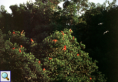 Scharlachsichler (Eudocimus ruber) auf ihrem Schlafbaum in den Caroni-Sümpfen