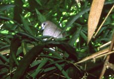Blauringtauben (Leptotila verreauxi)