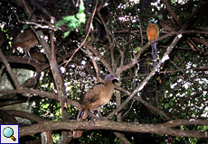 Rotschwanzguane (Ortalis ruficauda) und Trinidadmotmot (Momotus bahamensis) am Futterplatz im Grafton Caledonia Wildlife Sanctuary