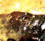 Winziger Frosch im Main Ridge Forest Reserve auf Tobago