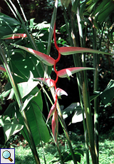 Blütenstand einer Helikonie (Heliconia, Heliconia chartacea)
