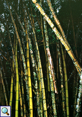Unbestimmter Bambus Nr. 2 am Asa Wright Nature Center