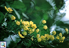 Goldhelmkassie (Cassia fruticosa)