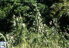 Behaarte Baumwolle (Upland Cotton, Gossypium hirsutum)