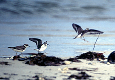 Küstenvögel am Pigeon Point, Tobago
