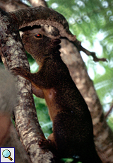 Rotschwanzhörnchen (Red-tailed Squirrel, Sciurus granatensis)