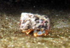 Einsiedlerkrebs (Hermit Crab)