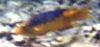 Spanischer Schweinsfisch (Spanish Hogfish, Bodianus rufus)