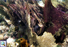 Bunte Korallen im Coral Garden im Meer vor Tobago