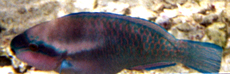 Männlicher Scarus iseri (Striped Parrotfish)