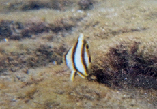 Gestreifter Falterfisch (Banded Butterflyfish, Chaetodon striatus), Jungtier