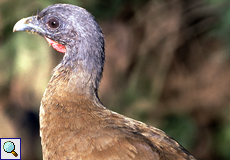 Rotschwanzguan (Rufous-vented Chachalaca, Ortalis ruficauda), Tobagos Nationalvogel