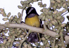 Zuckervogel (Bananaquit, Coereba flaveola luteola)
