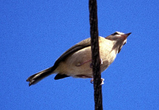 Sanderling (Sanderling, Calidris alba)