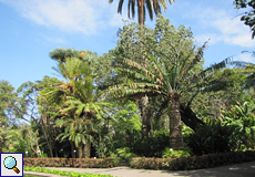 Stattliche Palmfarne im Botanischen Garten in Puerto de la Cruz