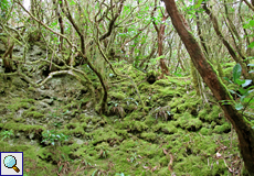 Wald voller Moos im Anaga-Gebirge