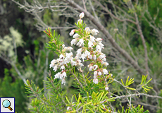 Die Baumheide (Erica arborea) ist eine Charakterpflanze des Anaga-Gebirges