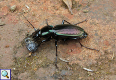Die Käferart Eutrichopus canariensis ist eine Besonderheit der Wälder im Anaga-Gebirge