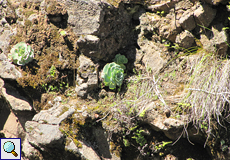 An Felsen wachsen im Wald verschiedene Crassulazeen, hier Greenovia aurea