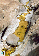 Erosionsspuren in einem kleinen Tümpel in der Masca-Schlucht