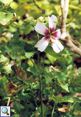 Ahornblättrige Strauchpappel (Pink Maple-leafed Canary Shrub Mallow, Lavatera acerifolia)
