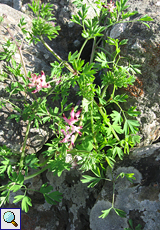 Berg-Erdrauch (Fumitory, Fumaria montana)