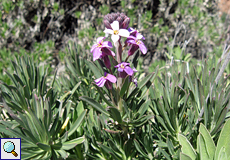 Besen-Schöterich (Teide Wallflower, Erysimum scoparium)