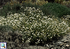 Cañadas-Kanarenmargerite (Argyranthemum tenerifae)