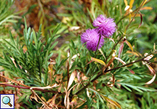 Kanaren-Strauchflockenblume (Cheirolophus canariensis)