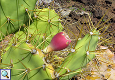 Dillenius-Feigenkaktus (Opuntia, Opuntia dillenii)