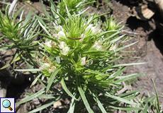 Stacheliger Natternkopf (Echium aculeatum)