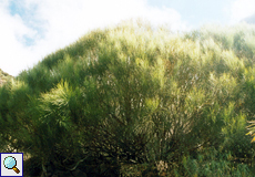 Echte Retama (White Weeping Broom, Retama rhodorhizoides)