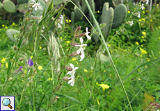 Französisches Leimkraut (Small-flowered Catchfly, Silene gallica)