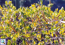 Glatte Baumschlinge (Silkvine, Periploca laevigata), Pflanze mit Früchten
