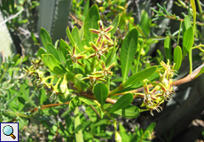 Glatte Baumschlinge (Silkvine, Periploca laevigata), Blüten