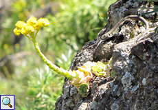 Gold-Greenovia (Canary Golden Mountain Rose, Greenovia aurea)