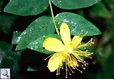 Großblättriges Kanaren-Johanniskraut (Large Leafed Canary St. John's Wort, Hypericum grandifolium)