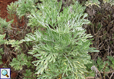 Kanaren-Beifuß (Artemisia thuscula)