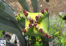 Kanaren-Wolfsmilch (Canary Island Spurge, Euphorbia canariensis)